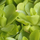 Image for article titled This Mexican Butterwort Plant Can Help Solve Your Gnat Problem